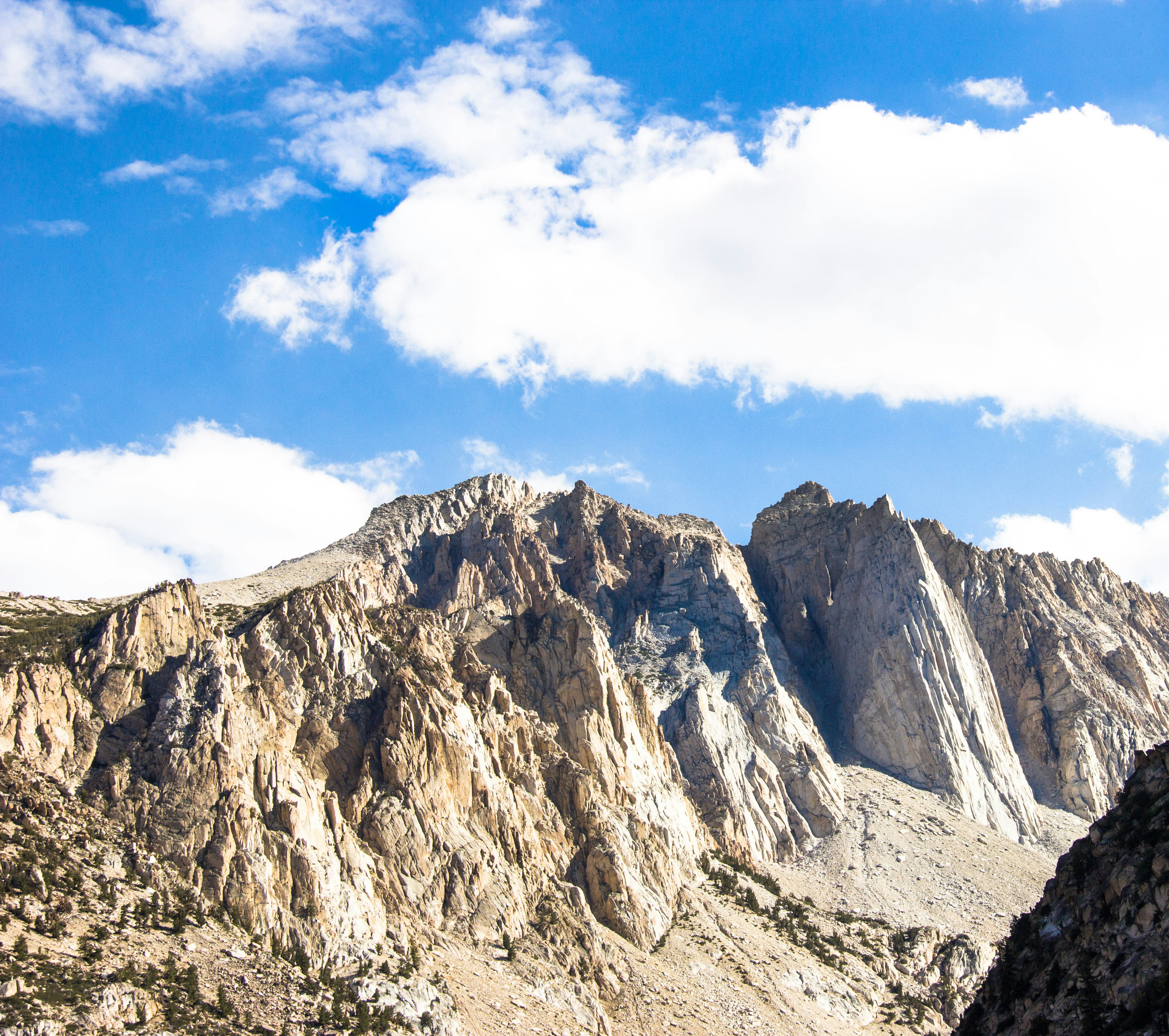 dove mating behavior and rutting patterns