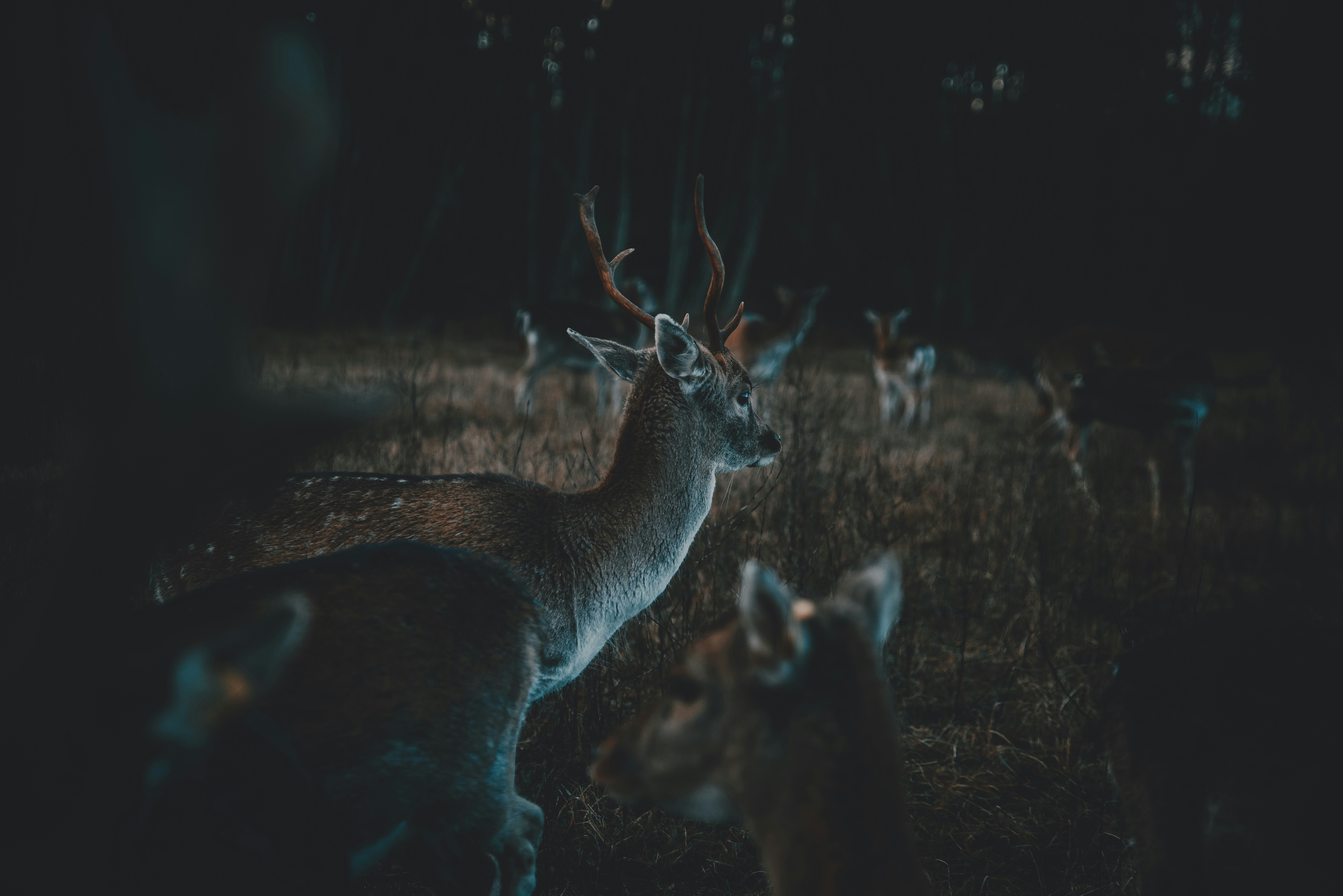 elk mating behavior and rutting patterns