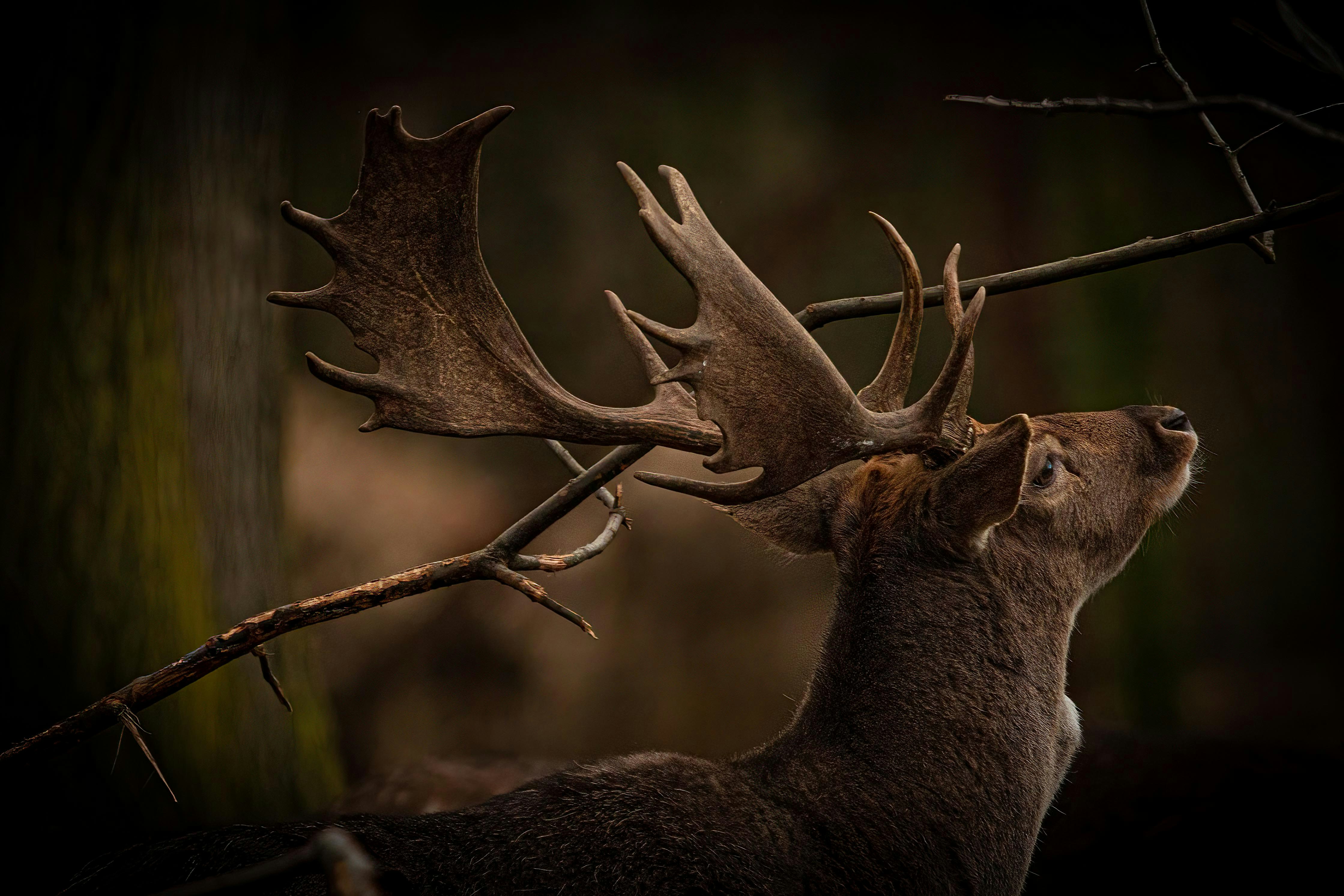 Emergency preparedness for wild boar hunting