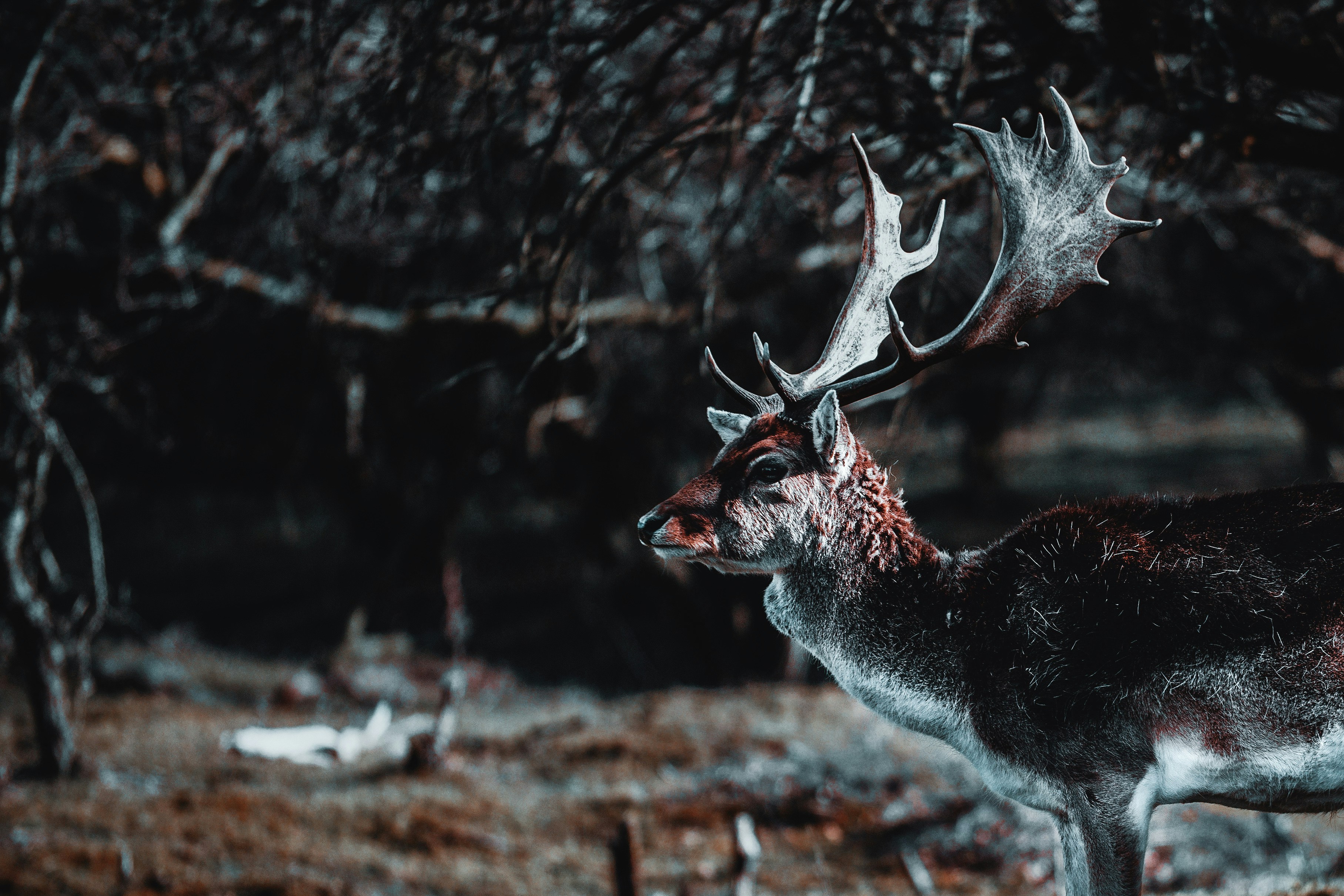 Firearm safety when hunting elk