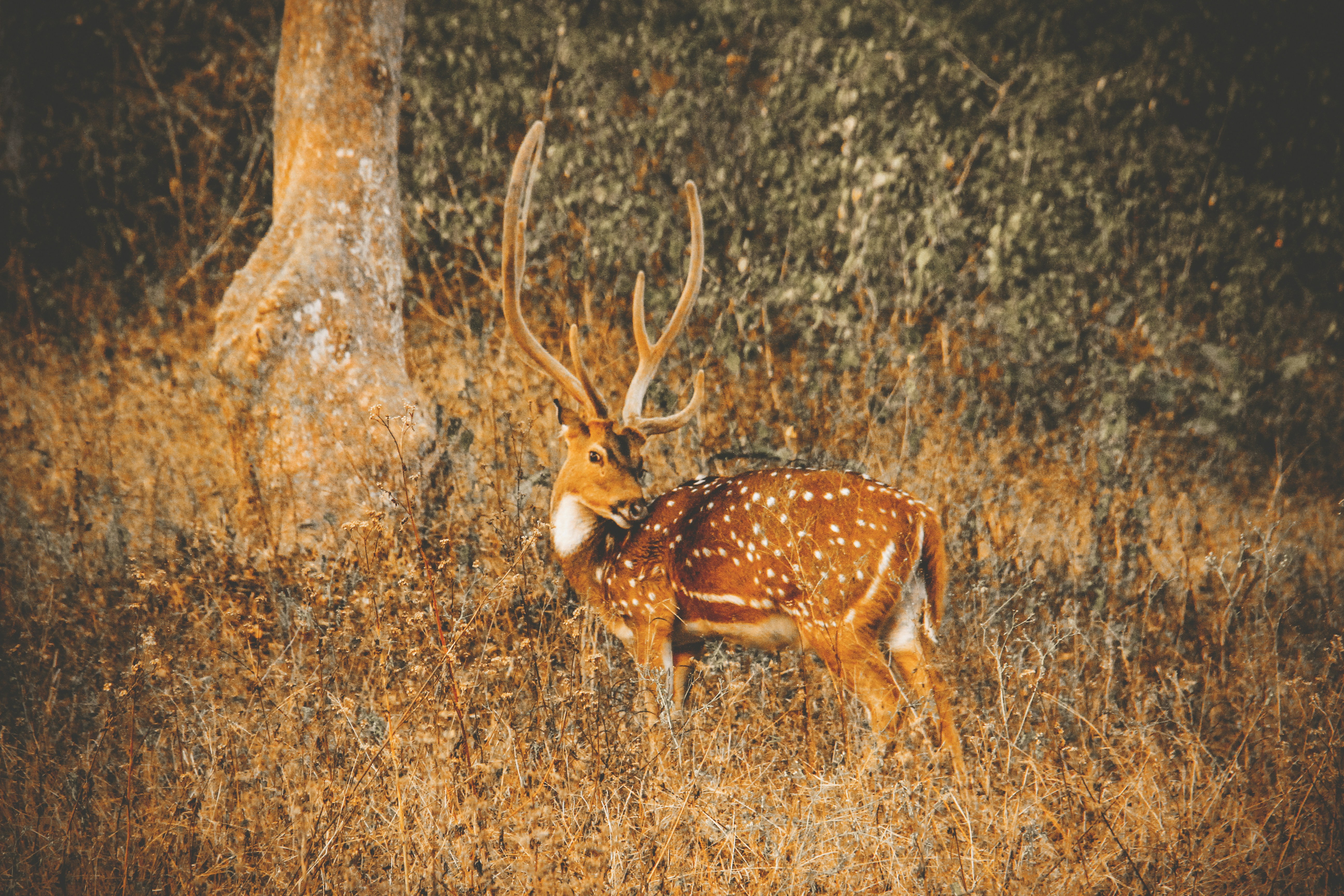 First aid for squirrel hunting accidents