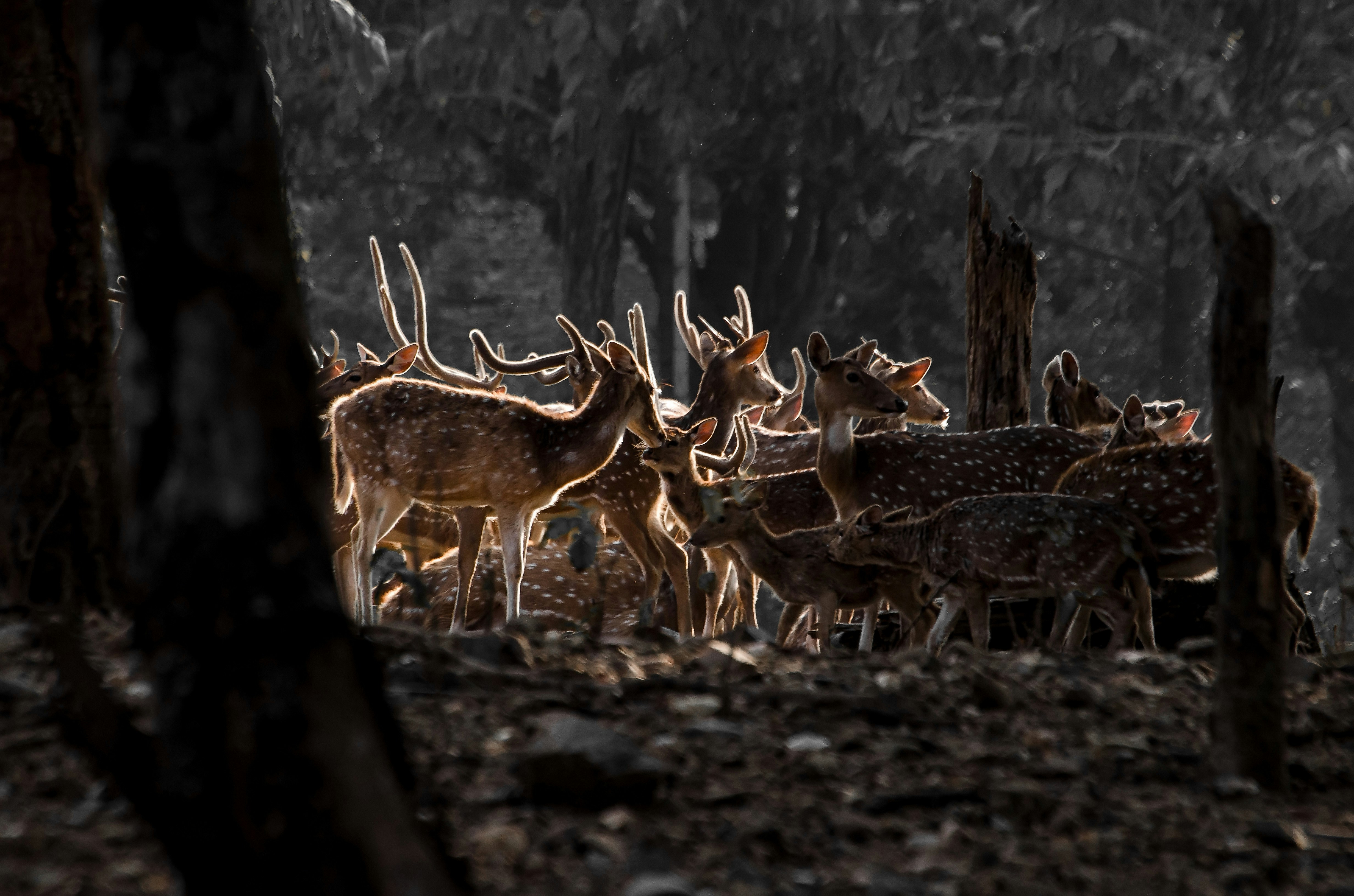 frog seasonal movement patterns