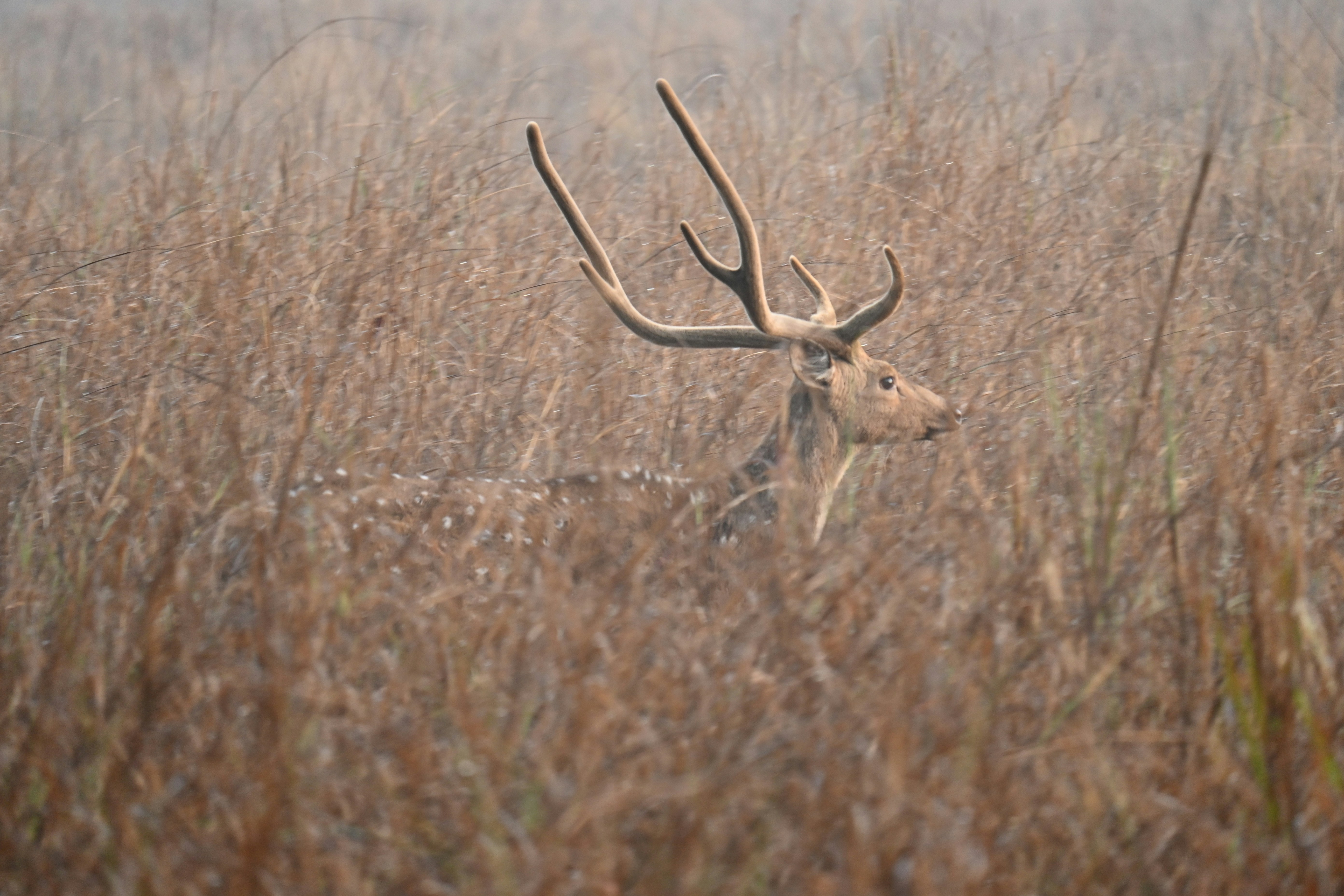 ground blinds safety tips for mule deer hunting