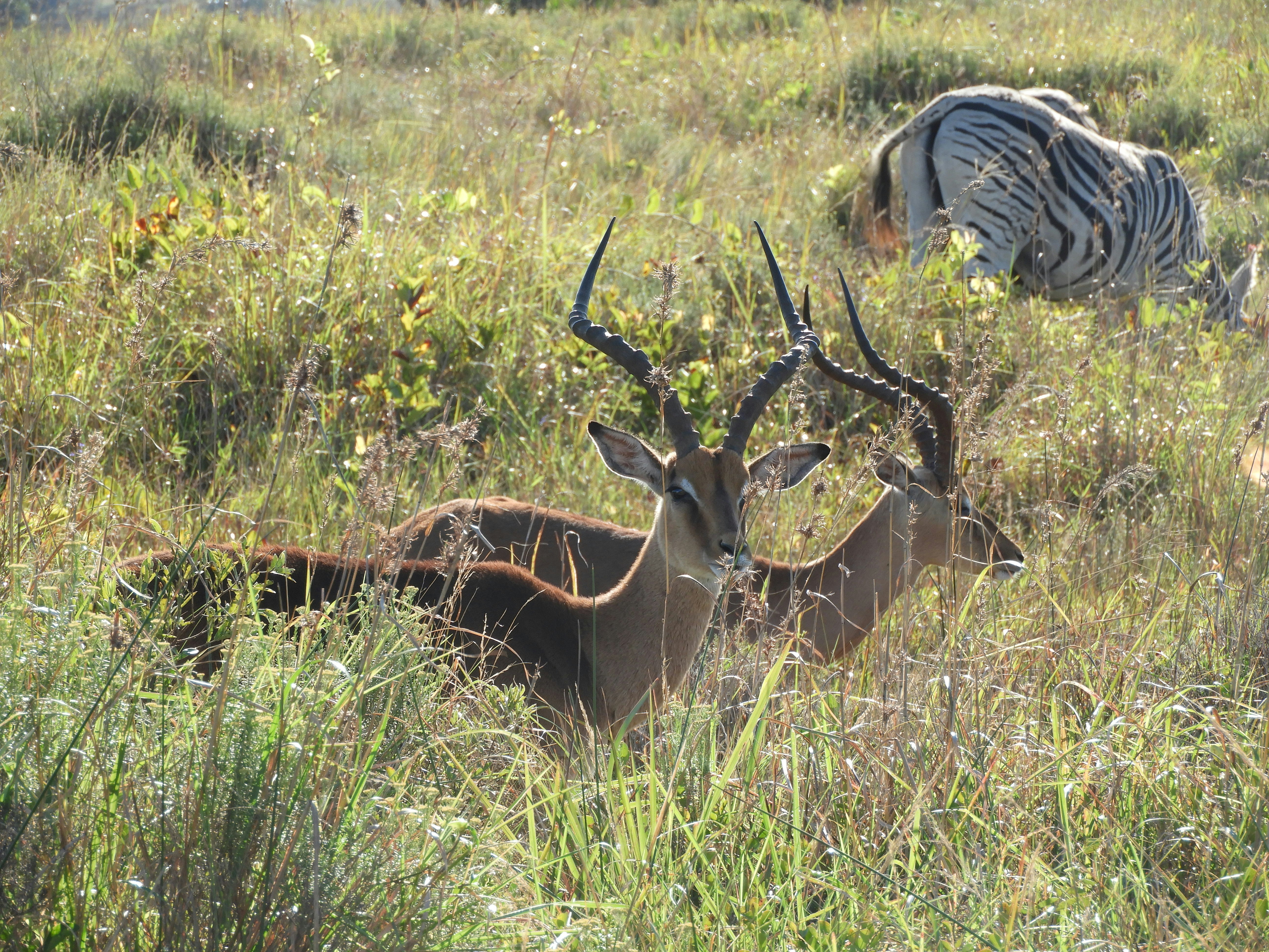 ground blinds vs alternatives for wild boar hunting